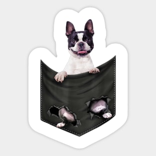 Boston Terrier Dog In Pocket Sticker